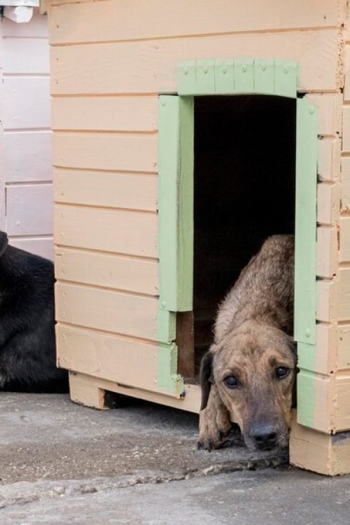 cute-dogs-their-houses-waiting-be-adopted_23-2148683002