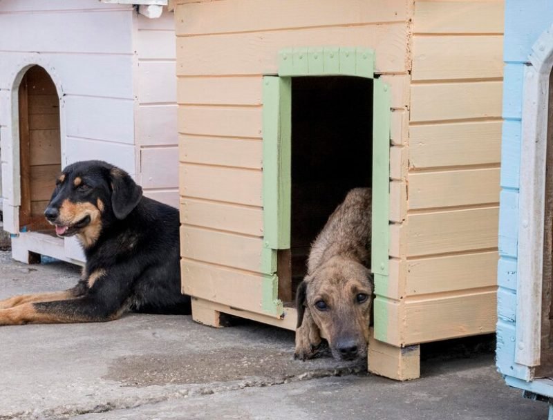 cute-dogs-their-houses-waiting-be-adopted_23-2148683002