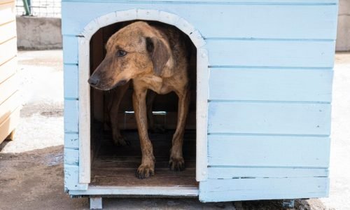 dog-house-waiting-be-adopted-by-someone_23-2148682994